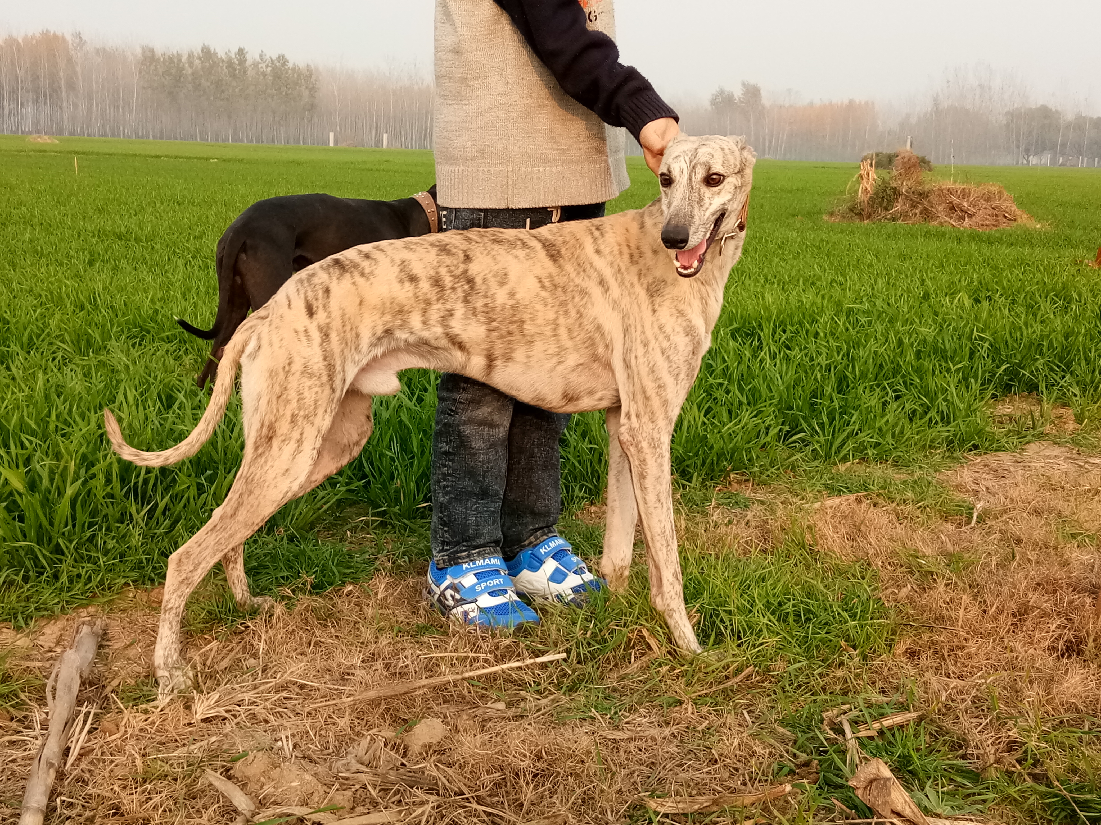 格力犬黑头比赛，速度与激情的展现视频