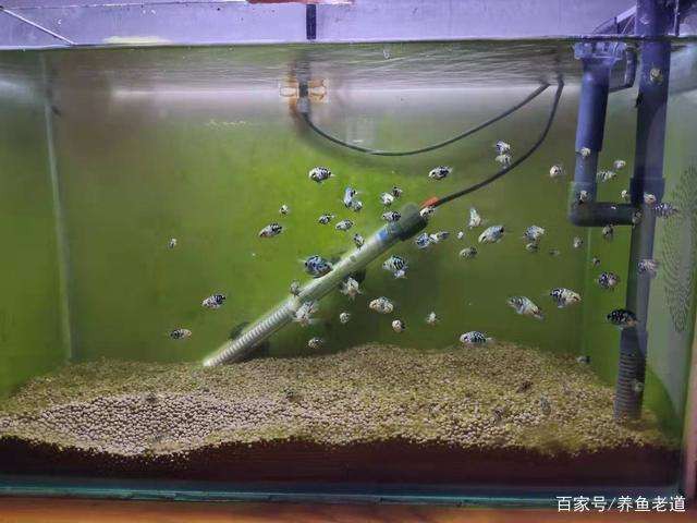 革新养鱼行业，最新卷养鱼技术与三大要点揭秘